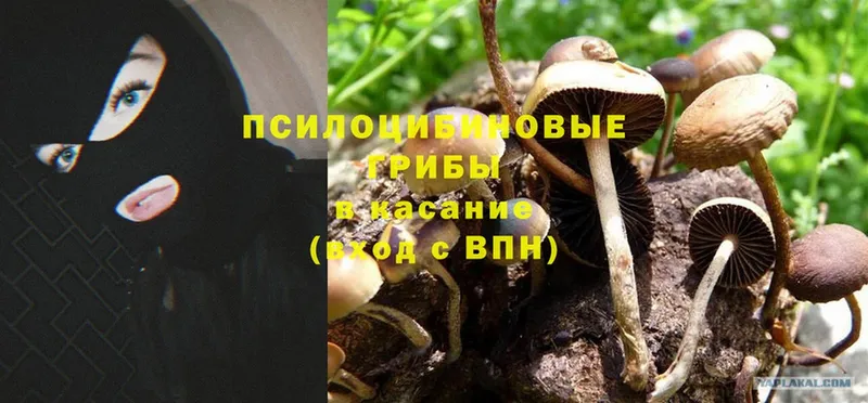 это состав  цены   Звенигород  Галлюциногенные грибы Cubensis 